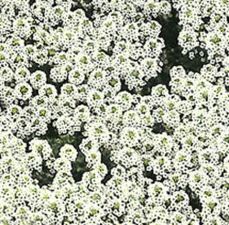 Alyssum -Alb  50 seminte-4 ron - Seminte de flori