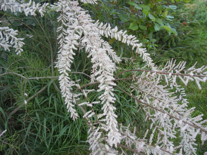 Tamarix tetranda (2013, April 29)