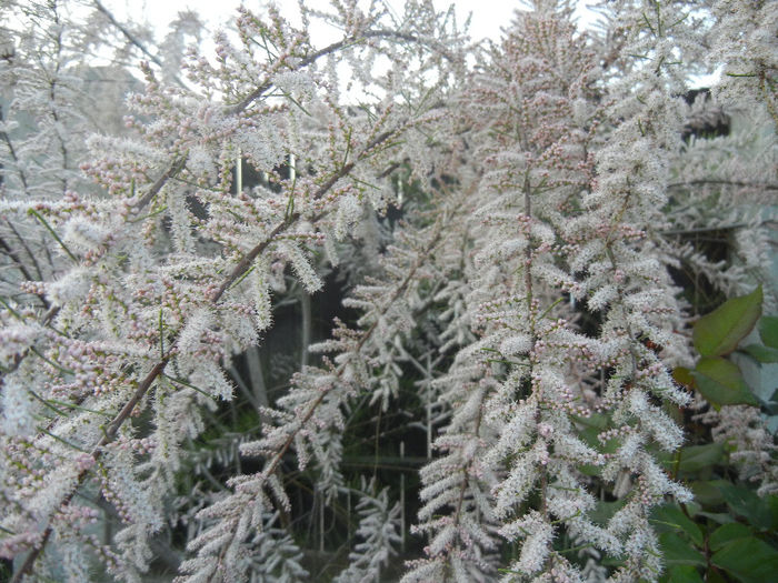 Tamarix tetranda (2013, April 29)