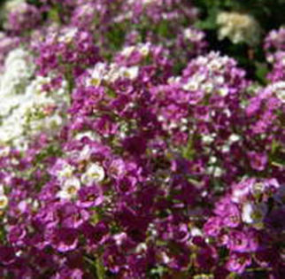 Alyssum -Violet   50 seminte-4 ron - Seminte de flori