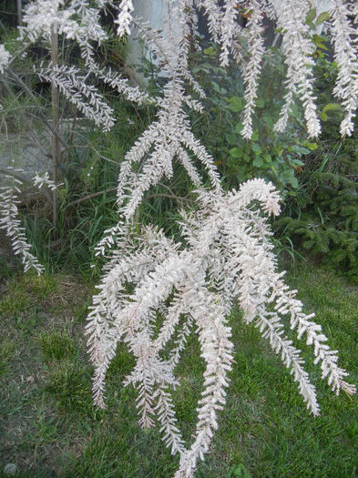 Tamarix tetranda (2013, April 29)