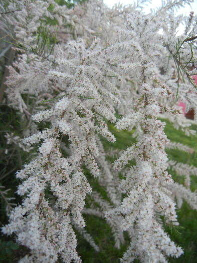 Tamarix tetranda (2013, April 29)