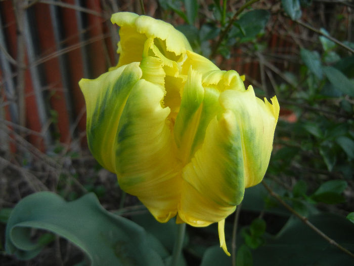 Tulipa Texas Gold (2013, April 30) - Tulipa Texas Gold