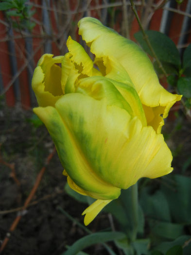 Tulipa Texas Gold (2013, April 30) - Tulipa Texas Gold