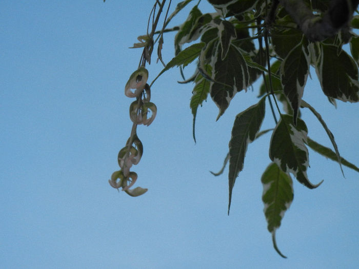 Acer negundo Flamingo (2013, April 29) - Acer negundo Flamingo