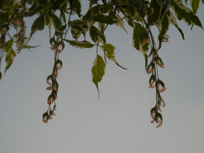 Acer negundo Flamingo (2013, April 29) - Acer negundo Flamingo