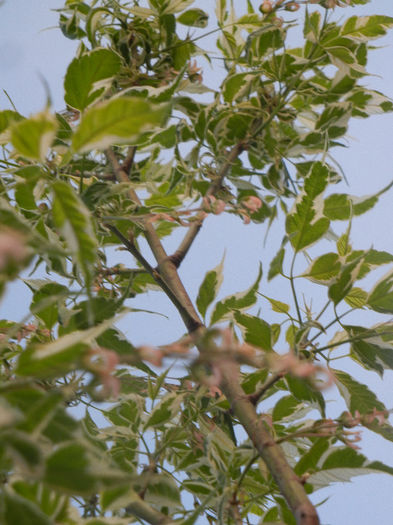 Acer negundo Flamingo (2013, April 29) - Acer negundo Flamingo