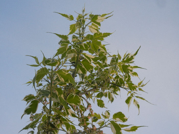 Acer negundo Flamingo (2013, April 29) - Acer negundo Flamingo