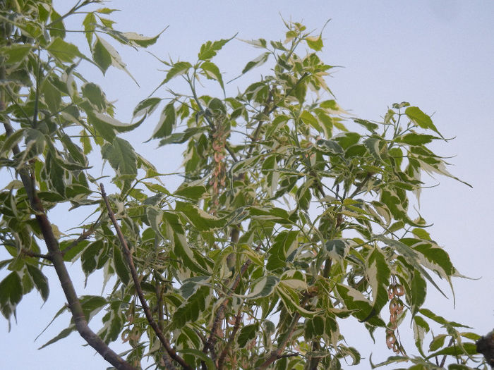 Acer negundo Flamingo (2013, April 29) - Acer negundo Flamingo