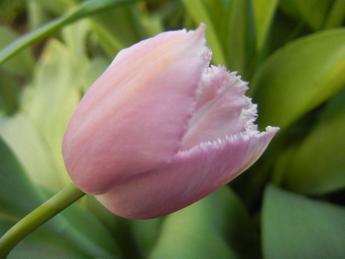 Tulipa Canova (2013, April 28)