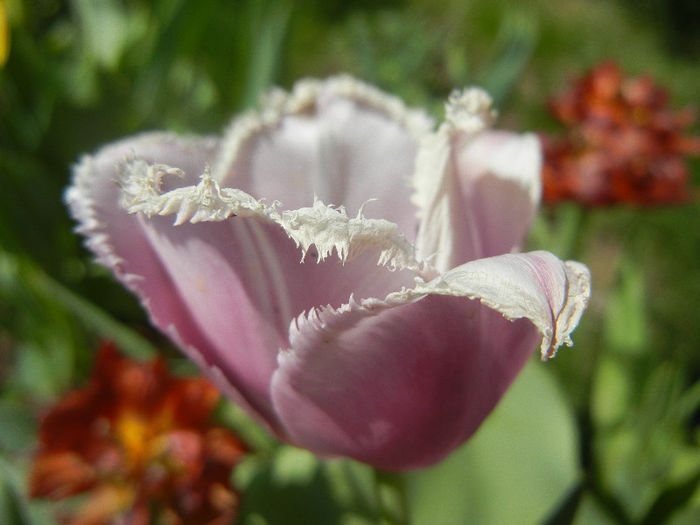 Tulipa Canova (2013, April 29) - Tulipa Canova