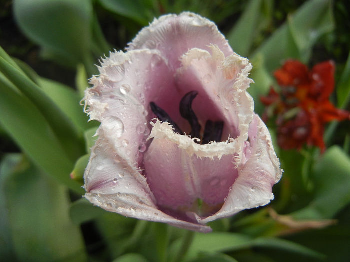 Tulipa Canova (2013, April 29)