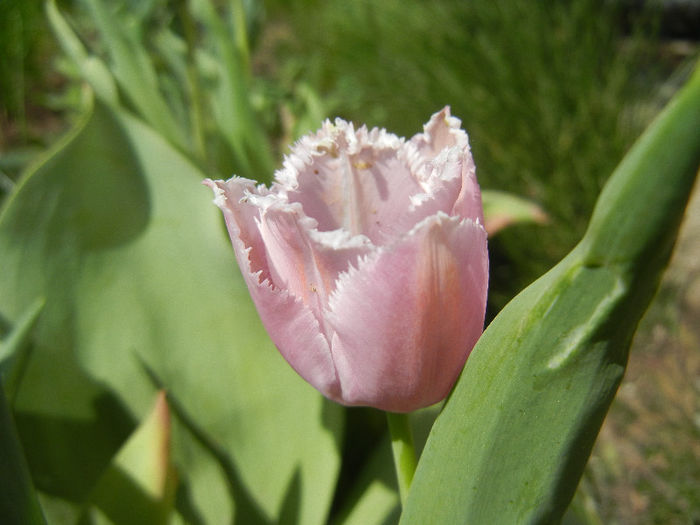 Tulipa Canova (2013, April 29) - Tulipa Canova