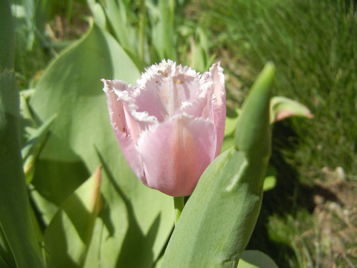Tulipa Canova (2013, April 29) - Tulipa Canova