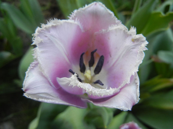 Tulipa Canova (2013, April 29)