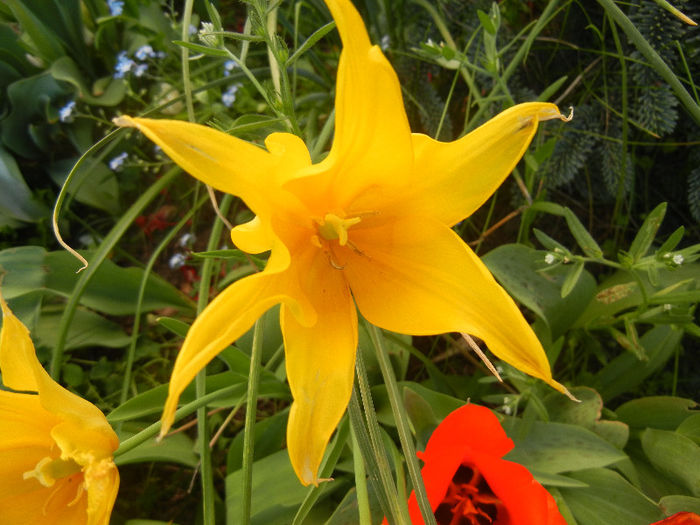 Tulipa Cistula (2013, April 28)