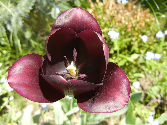 Tulipa Queen of Night (2013, April 26) Tulipa Queen of Night (2013, April 26)