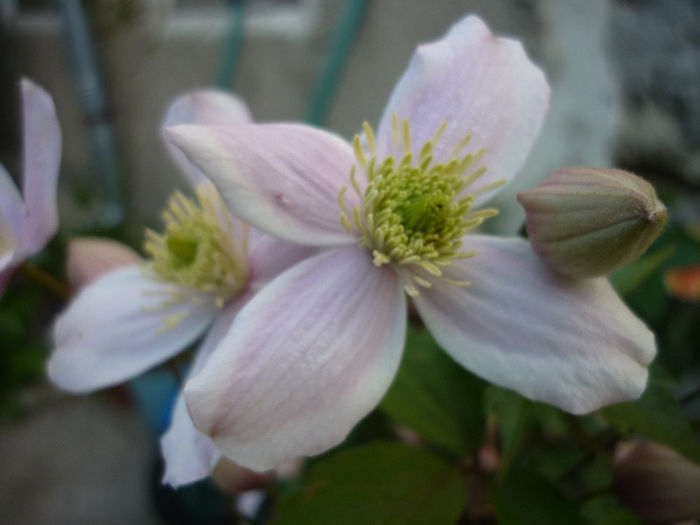 clematita de primavara - Clematis