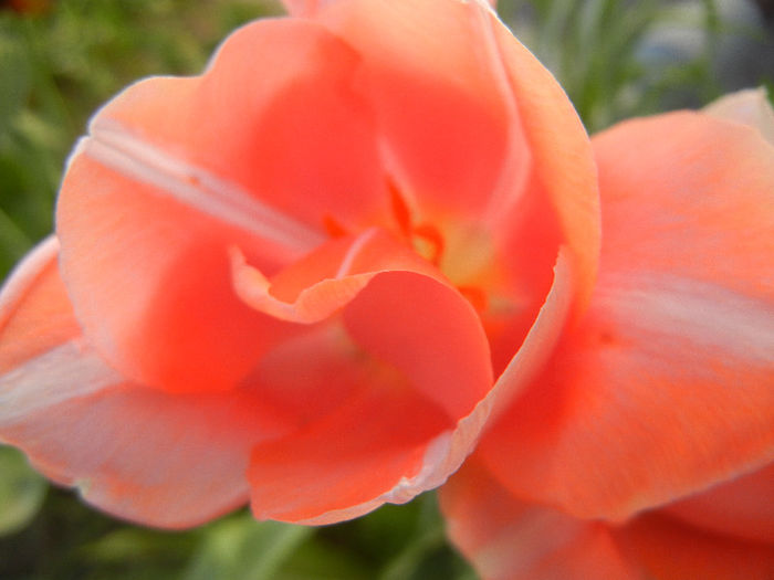 Tulipa Menton (2013, April 28) - Tulipa Menton