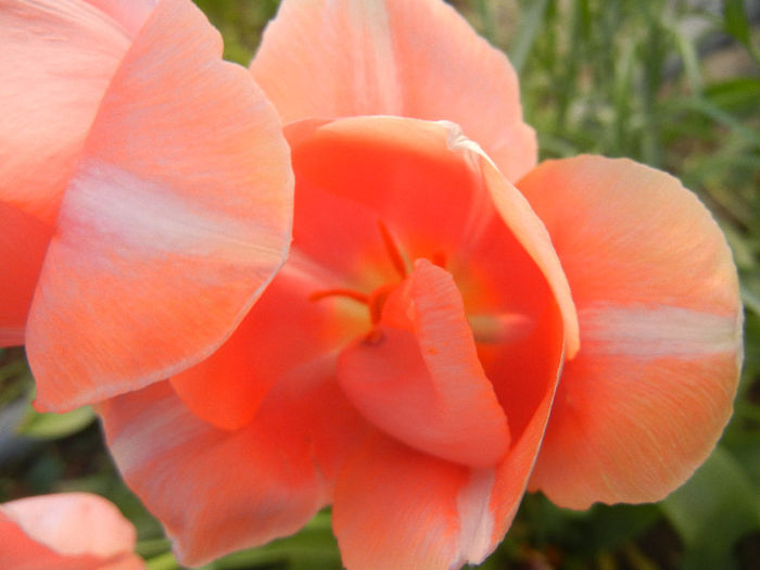 Tulipa Menton (2013, April 28) - Tulipa Menton