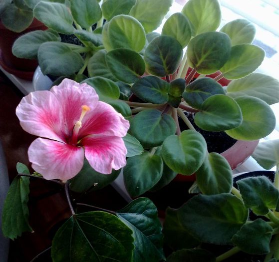 pink dream