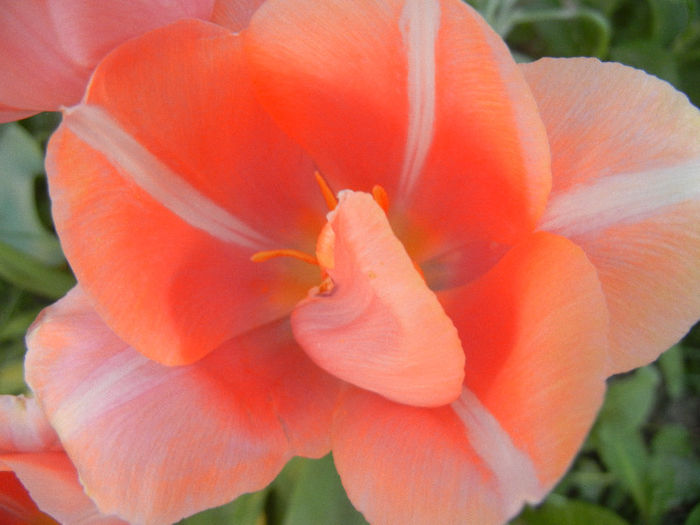 Tulipa Menton (2013, April 29) - Tulipa Menton