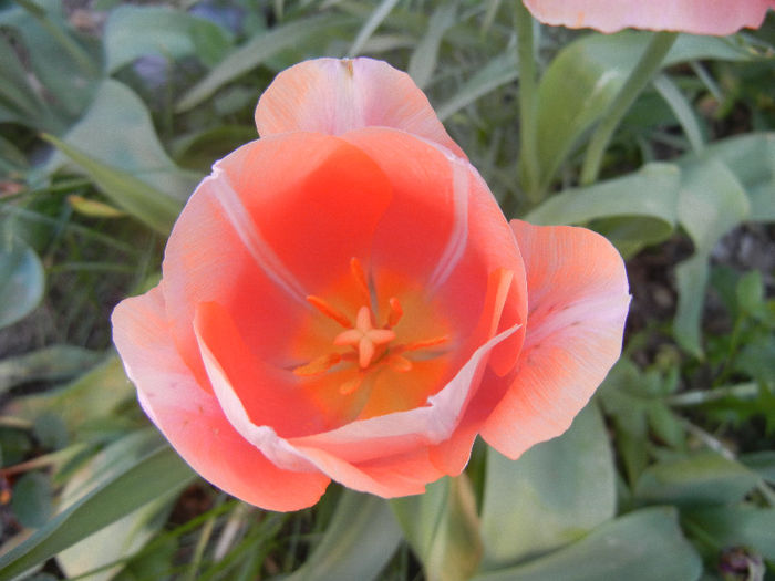 Tulipa Menton (2013, April 29) - Tulipa Menton