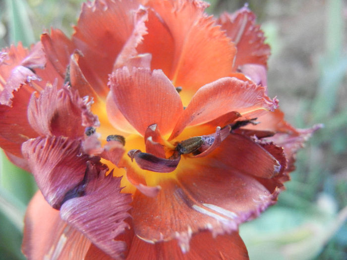 Tulipa Maroon (2013, April 28) - Tulipa Maroon