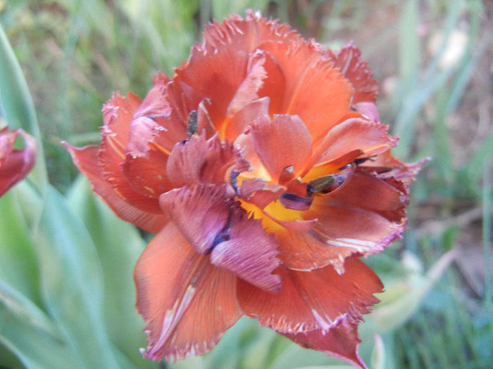 Tulipa Maroon (2013, April 28) - Tulipa Maroon