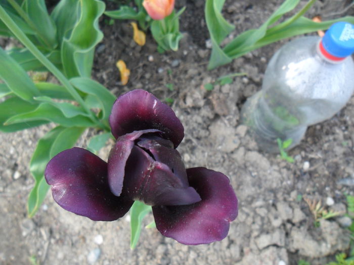 lalea mov inchis (neagra)