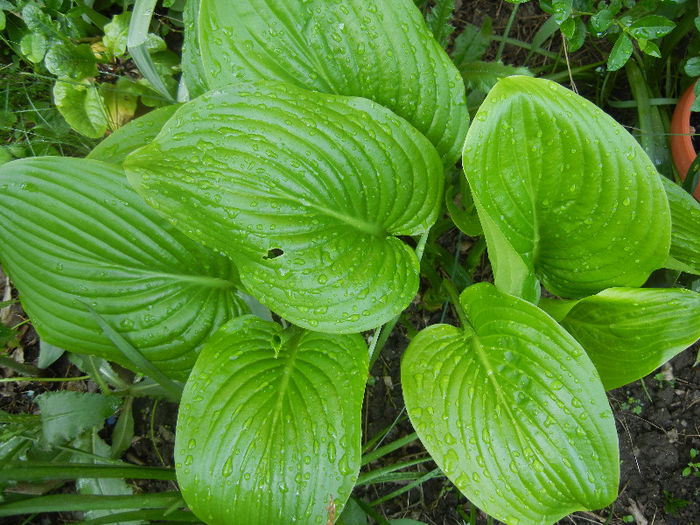 Hosta_Plantain Lily (2013, April 29) - LILY Plantain Lily Hosta