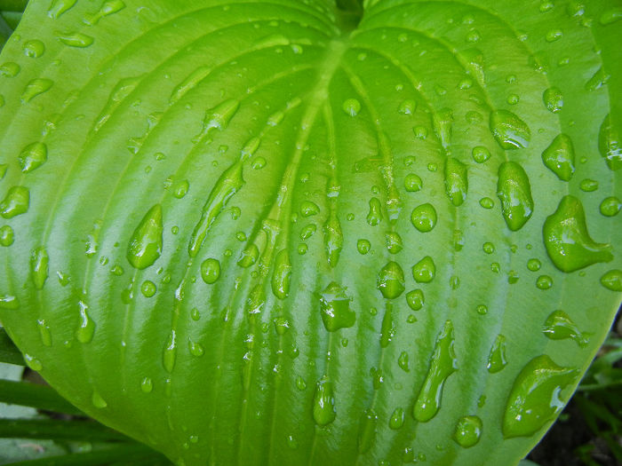 Hosta_Plantain Lily (2013, April 29) - LILY Plantain Lily Hosta