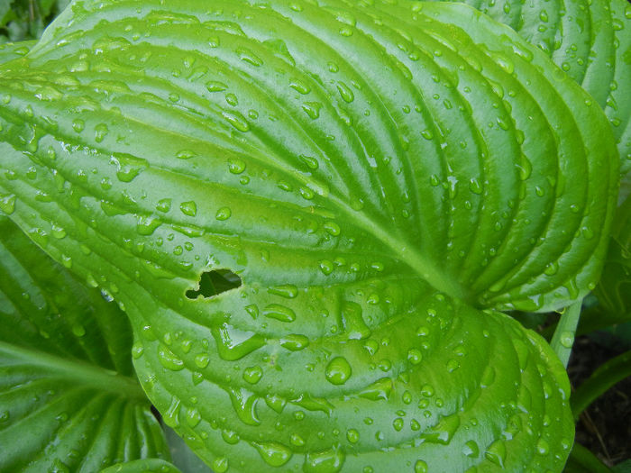 Hosta_Plantain Lily (2013, April 29)