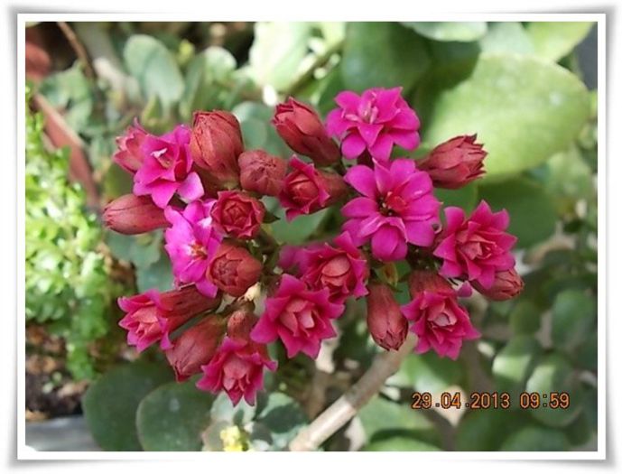 DSCN2703 - flori diverse 2013