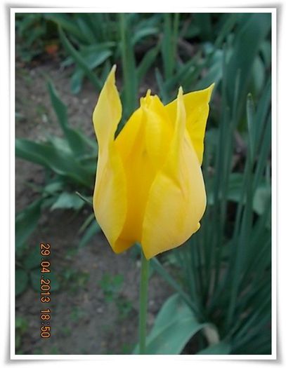 DSCN2751 - flori diverse 2013