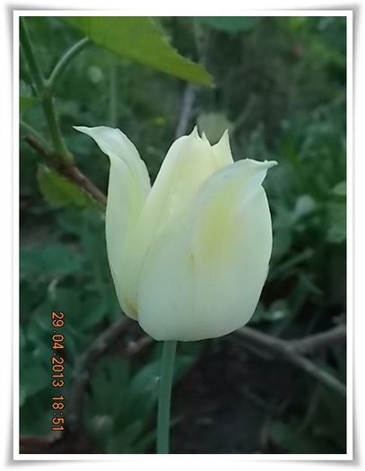 DSCN2752 - flori diverse 2013