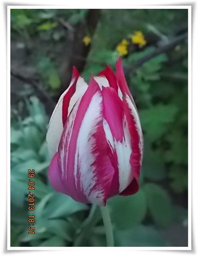 DSCN2755 - flori diverse 2013