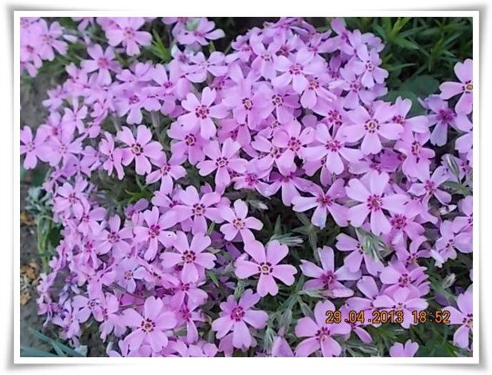 DSCN2761 - flori diverse 2013