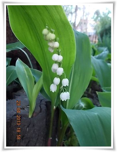 DSCN2771 - flori diverse 2013