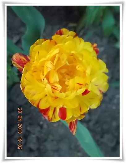 DSCN2772 - flori diverse 2013