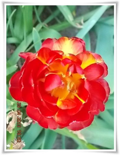 DSCN2773 - flori diverse 2013