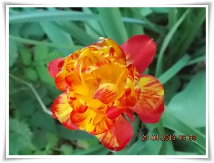 DSCN2766 - flori diverse 2013