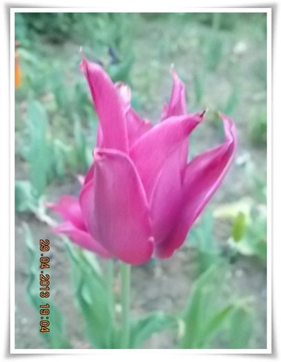 DSCN2777 - flori diverse 2013