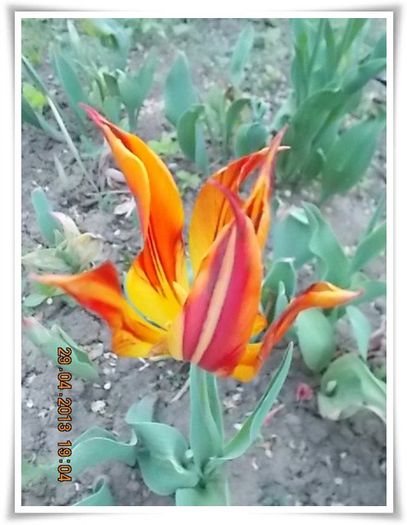 DSCN2778 - flori diverse 2013