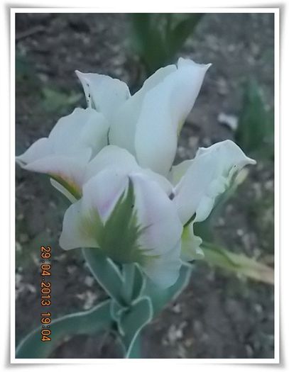 DSCN2779 - flori diverse 2013