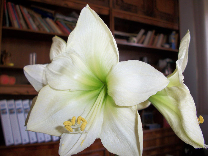 100_3513 - amaryllis lemon star