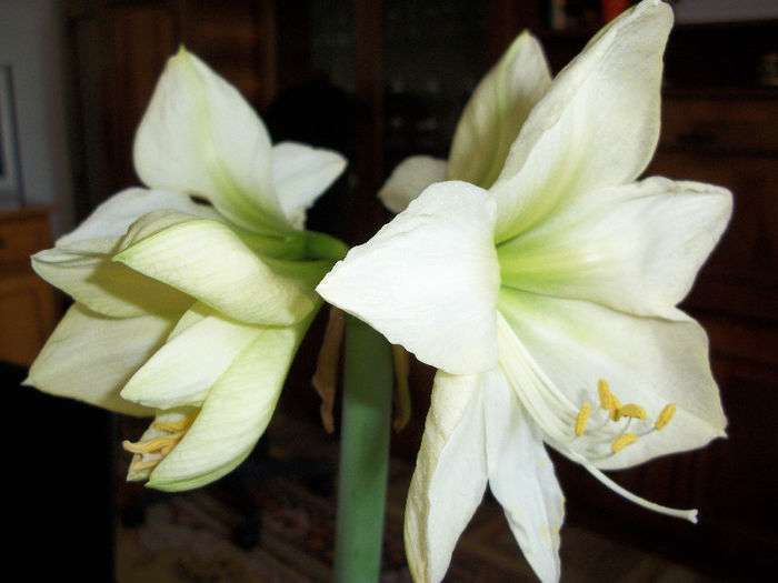 100_3514 - amaryllis lemon star