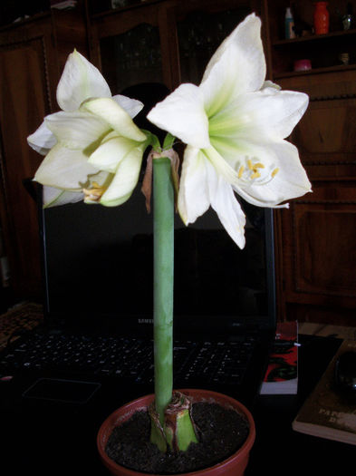 100_3523 - amaryllis lemon star