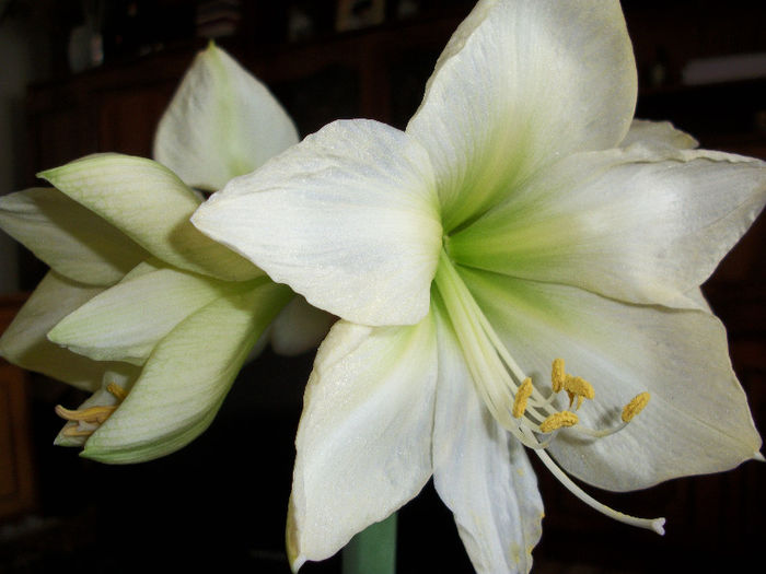 100_3526 - amaryllis lemon star