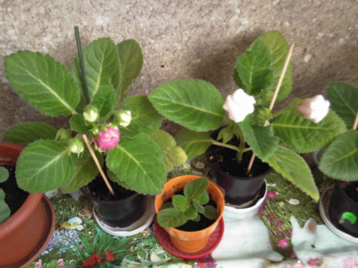 Se pregatesc:extasy si pink picotee